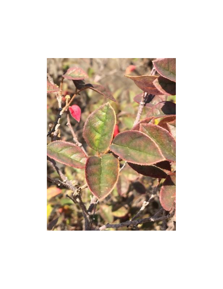 Loropetalum chinense 'Ming Dynasty' plantas arbustivas