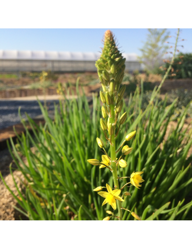 comprar plantas vivaces Bulbine frutescens