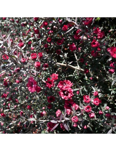 Leptospermum scoparium 'Red Damask' plantas arbustivas