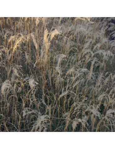 gramíneas ornamentales Miscanthus sinensis 'Yaku Jima'