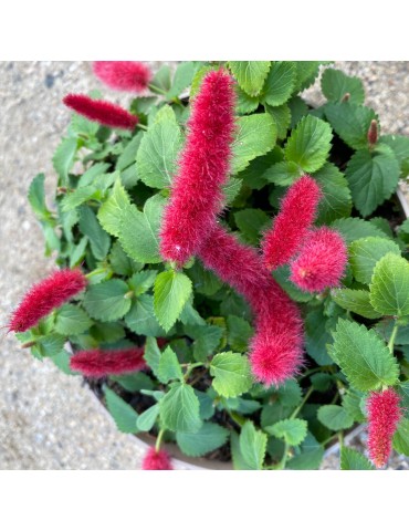 comprar plantas vivaces Acalypha reptans - Planta cola de gato