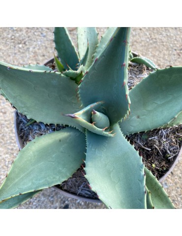 Agave parryi subsp. parryi