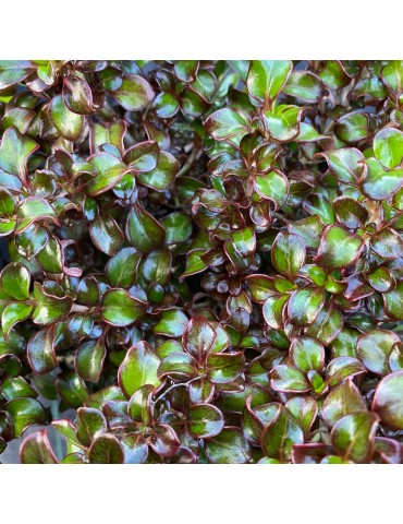 Coprosma 'Chocolate Soldier' plantas arbustivas