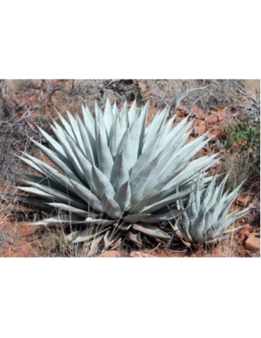 Agave parryi var. Couesii