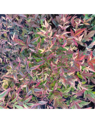 Nandina domestica plantas arbustivas