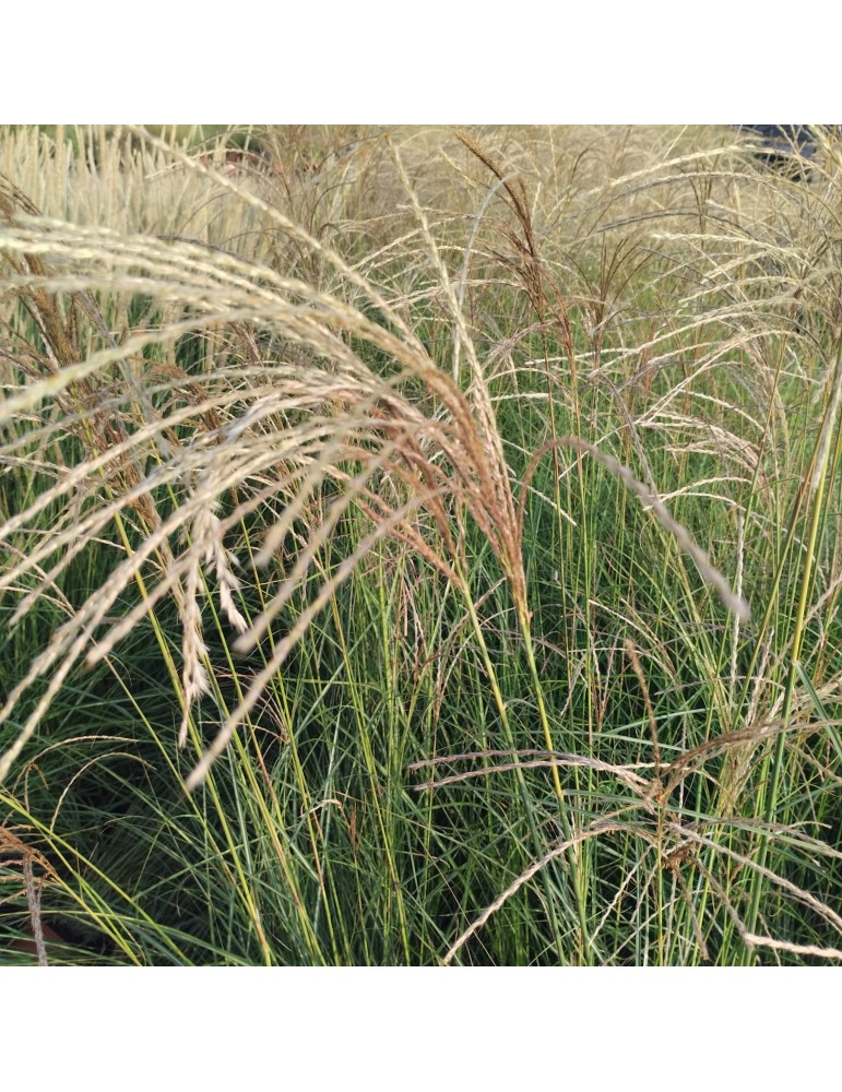 gramíneas ornamentales Miscanthus sinensis 'Graziella'