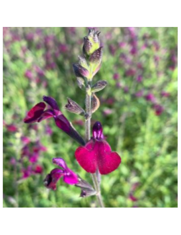 Salvia 'Nachtvlinder' plantas arbustivas