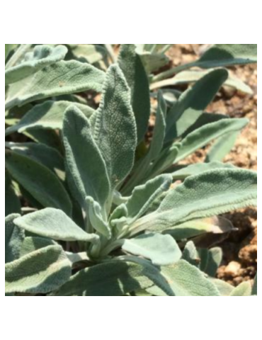 Salvia 'Bee's Bliss' plantas arbustivas