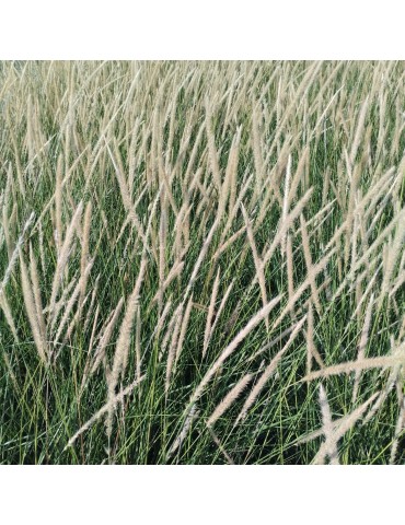 gramíneas ornamentales Pennisetum macrourum