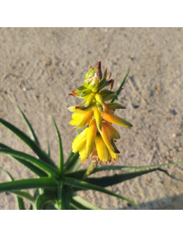 Aloe striatula