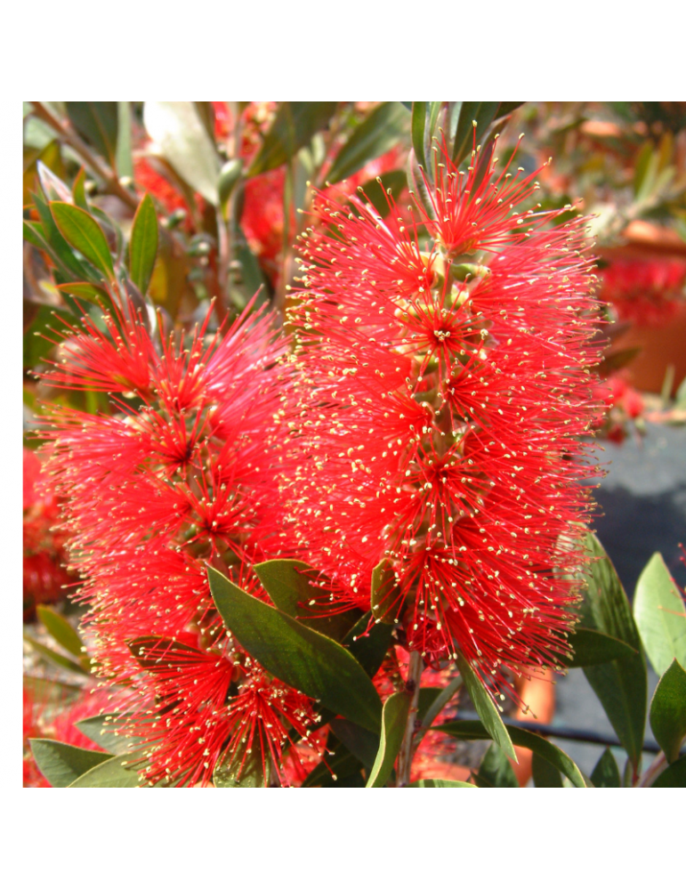 Callistemon laevis plantas arbustivas
