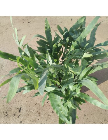 Phlebodium aureum 'Blue Star'