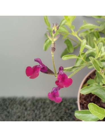 Salvia lycioides plantas arbustivas