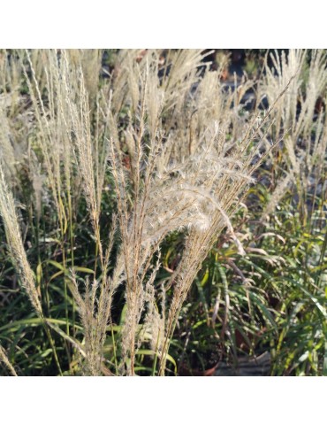 gramíneas ornamentales Miscanthus sinensis 'Navajo' ®