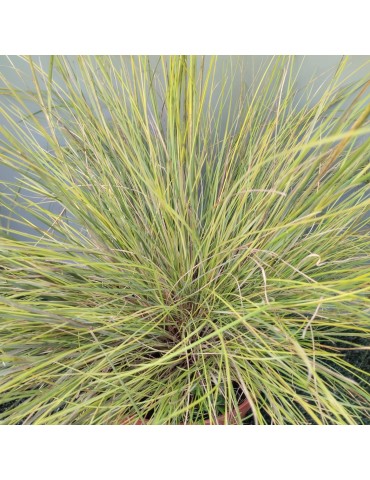 gramíneas ornamentales Stipa capillata