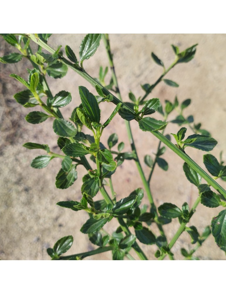 Ceanothus thyrsiflorus 'Snow Flurry' plantas arbustivas