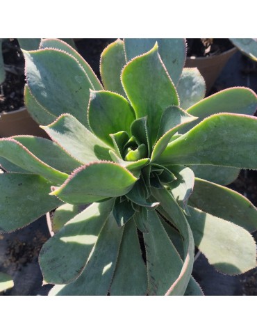 comprar plantas vivaces Aeonium arboreum