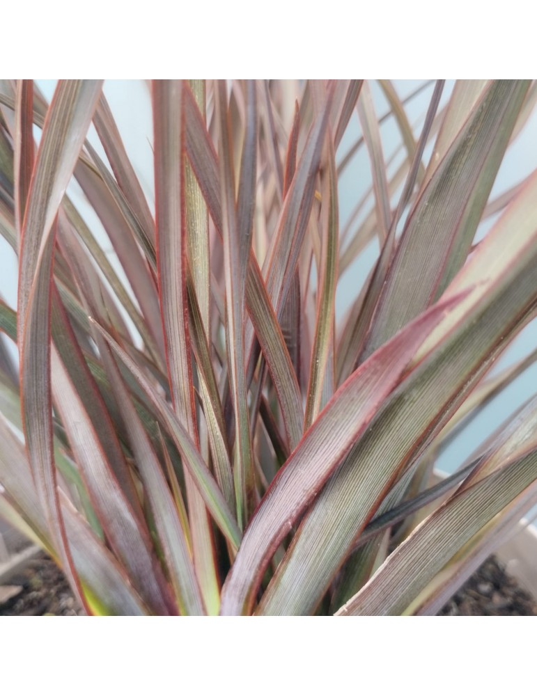 gramíneas ornamentales Phormium 'Surfer Bronze'