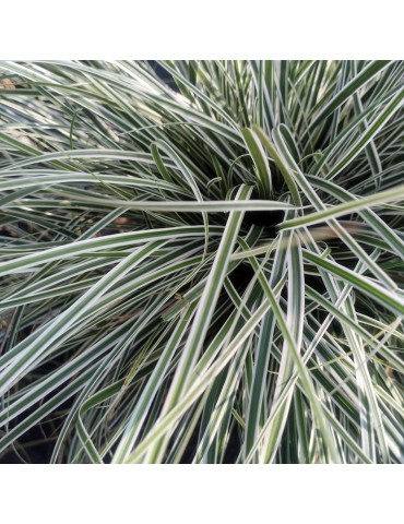 gramíneas ornamentales Carex hybrida 'White Dragon'