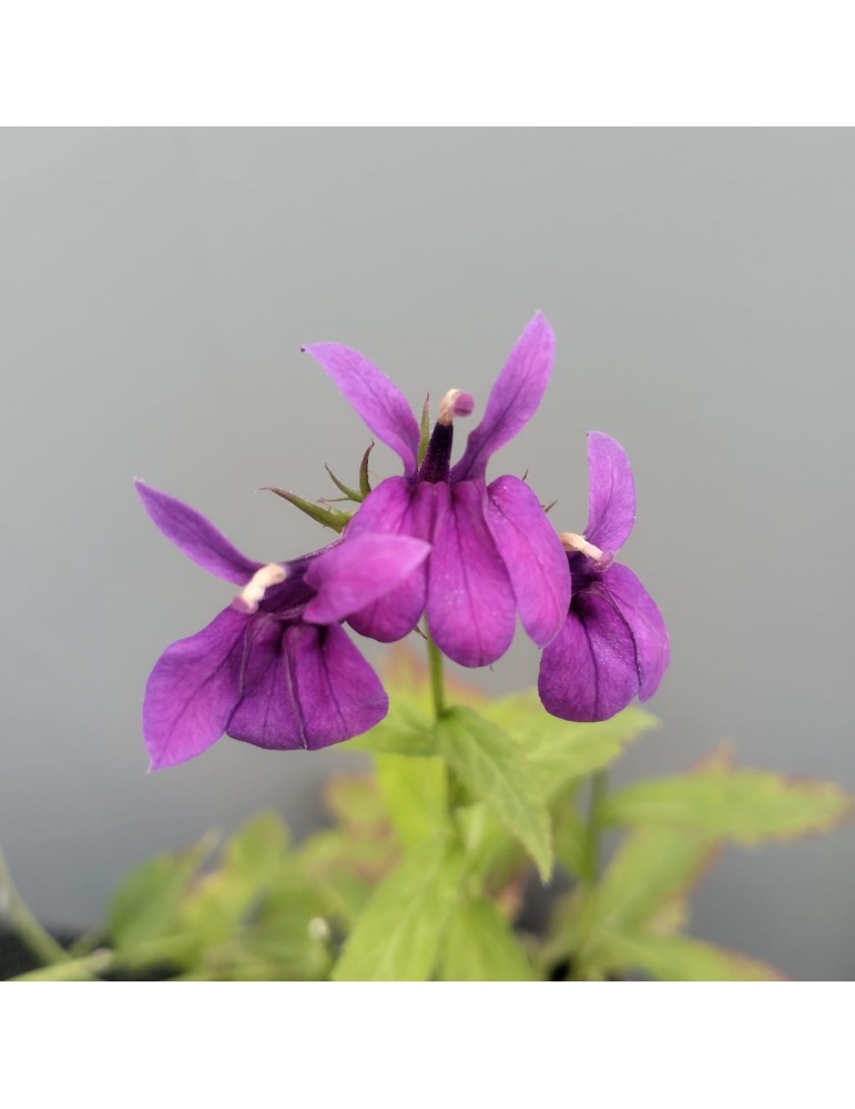 comprar plantas vivaces Lobelia 'Starship Blue'