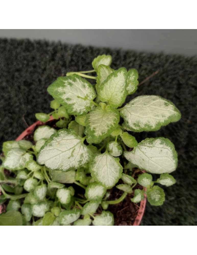 Plantas de Exterior Online Lamium maculatum 'White Nancy' | VivoPlant