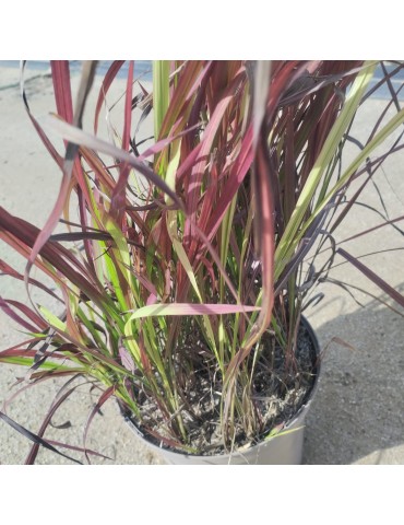 gramíneas ornamentales Panicum virgatum 'Sangria'