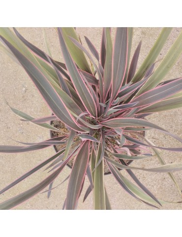 gramíneas ornamentales Phormium 'Sundowner'