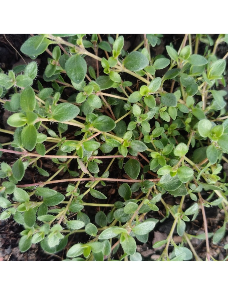 comprar plantas vivaces Thymus serpyllum 'Magic Carpet'