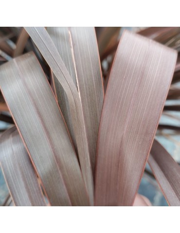 gramíneas ornamentales Phormium 'Special Red'