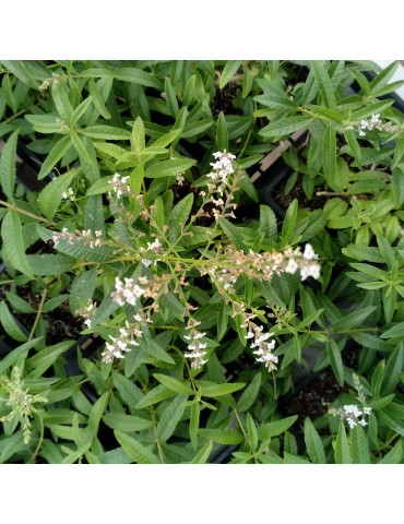 jardineria sostenible Aloysia triphylla - Hierba luisa