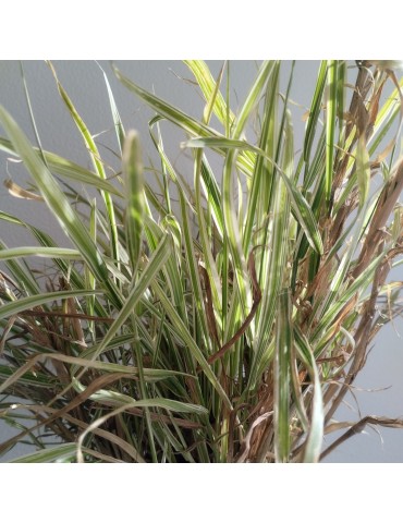 gramíneas ornamentales Phalaris arundinacea