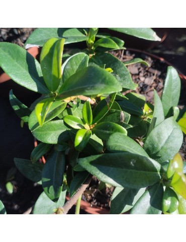 Trachelospermum jasminoides plantas arbustivas