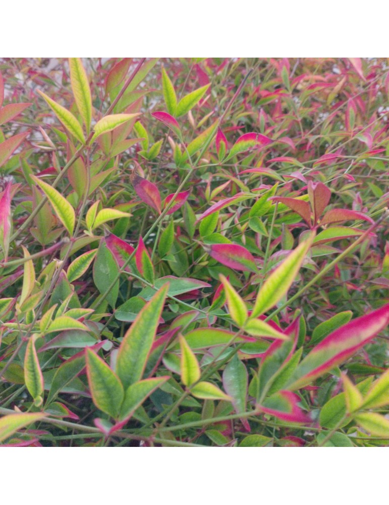 Nandina domestica plantas arbustivas