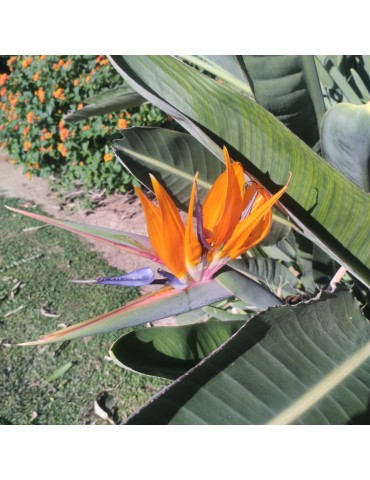 Strelitzia reginae