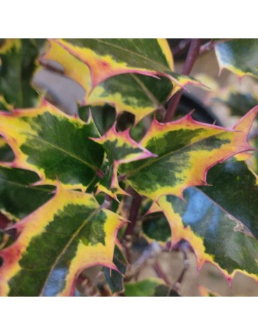 Ilex aquifolium 'Madame...