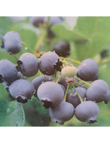 Vaccinium corymbosum -...