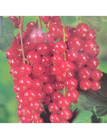 Ribes rubrum - Grosella roja