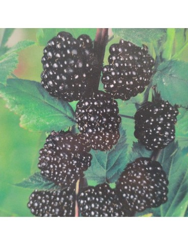 Rubus fruticosus - Mora sin...