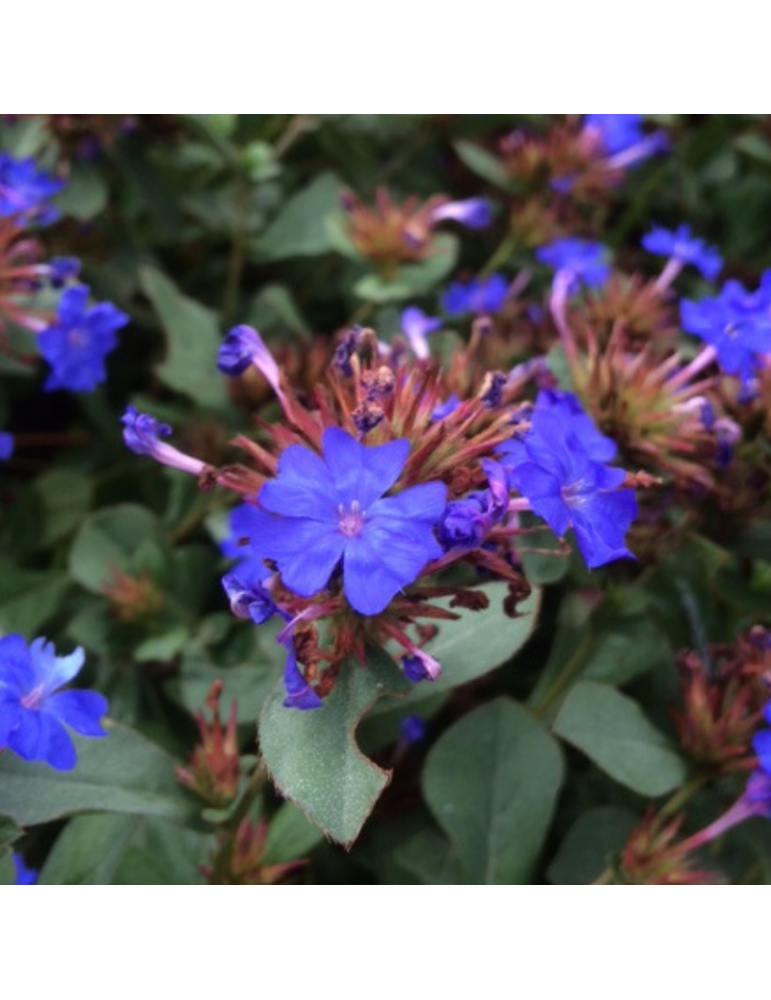 comprar plantas vivaces Ceratostigma plumbaginoides