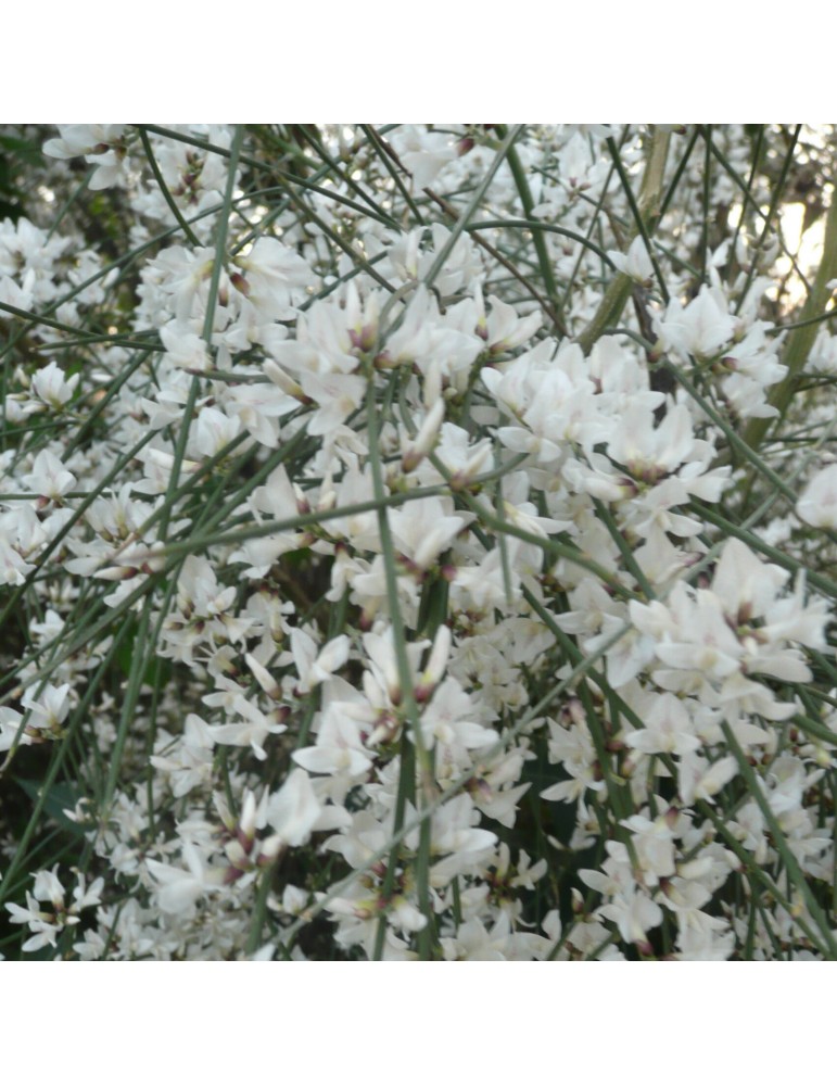 Retama monosperma plantas arbustivas