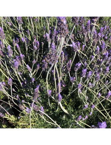 Lavandula dentata plantas arbustivas