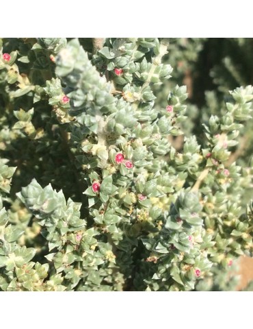 Maireana oppositifolia plantas arbustivas