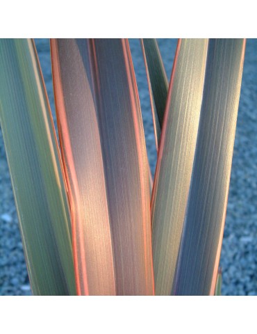 gramíneas ornamentales Phormium 'Rainbow Queen'