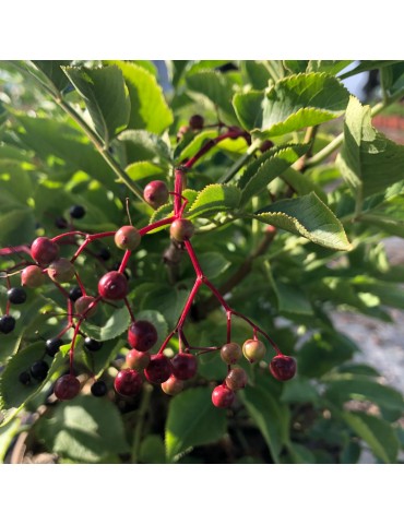 Sambucus nigra plantas arbustivas