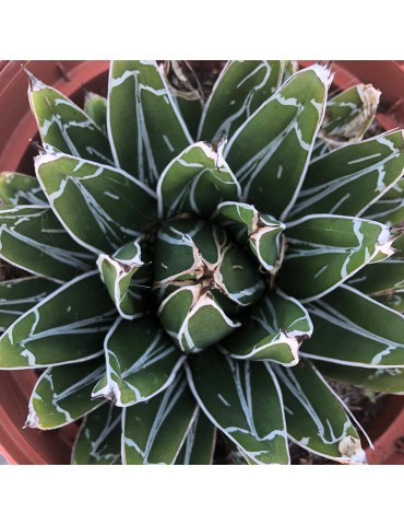 Agave victoria reginae...