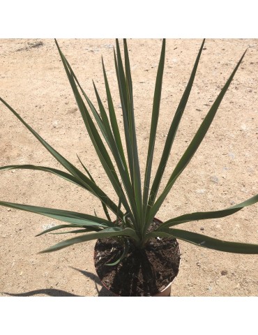 Yucca filamentosa