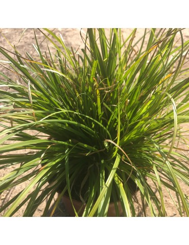 gramíneas ornamentales Carex flacca