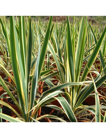 Yucca filamentosa 'Bright...