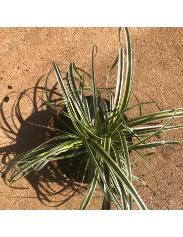 gramíneas ornamentales Carex 'Feather Falls' ®