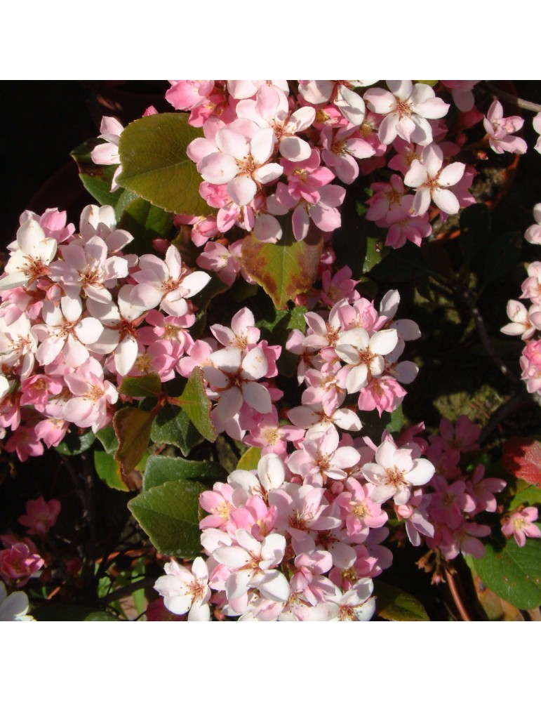 Rhaphiolepis x delacourii 'Springtime' plantas arbustivas